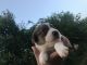 Labrador Retriever Puppies for sale in Springtown, TX 76082, USA. price: NA