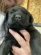 Labrador Retriever Puppies for sale in Othello, WA 99344, USA. price: $500