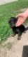 Labrador Retriever Puppies for sale in Bellechester, MN, USA. price: NA