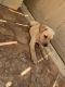 Labrador Retriever Puppies for sale in 4S Ranch, San Diego, CA 92127, USA. price: NA