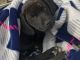 Labrador Retriever Puppies for sale in Millbrook, AL, USA. price: NA