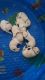 Labrador Retriever Puppies for sale in Ucon, ID 83401, USA. price: NA