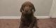 Labrador Retriever Puppies for sale in Corcoran, CA 93212, USA. price: $500