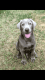 Labrador Retriever Puppies for sale in Charlotte, NC 28215, USA. price: $600