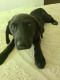 Labrador Retriever Puppies for sale in Beattyville, KY 41311, USA. price: NA