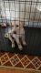 Labrador Retriever Puppies for sale in Hayward, CA, USA. price: NA