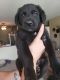 Labrador Retriever Puppies for sale in Coon Rapids, MN, USA. price: NA