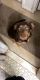 Labrador Retriever Puppies for sale in Liberty, NY 12754, USA. price: NA