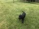 Labrador Retriever Puppies for sale in 5727 Chanwick Dr, Galloway, OH 43119, USA. price: $300