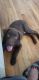 Labrador Retriever Puppies for sale in Renton Center Way SW, Renton, WA 98057, USA. price: NA