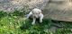 Labrador Retriever Puppies for sale in Downingtown, PA 19335, USA. price: $500