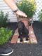 Labrador Retriever Puppies for sale in Cecilton, MD, USA. price: $950