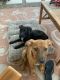 Labrador Retriever Puppies for sale in Corpus Christi, TX 78414, USA. price: NA