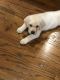 Labrador Retriever Puppies for sale in Lafayette, LA, USA. price: NA