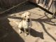 Labrador Retriever Puppies for sale in 70 Lemon St, Central Islip, NY 11722, USA. price: NA