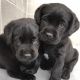 Labrador Retriever Puppies for sale in Florida City, FL, USA. price: NA