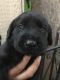 Labrador Retriever Puppies for sale in Compton, CA, USA. price: NA