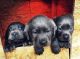 Labrador Retriever Puppies for sale in Jemez Springs, NM 87025, USA. price: NA