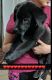 Labrador Retriever Puppies for sale in Nashville, TN, USA. price: $300