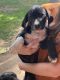 Labrador Retriever Puppies for sale in Stagecoach, TX 77355, USA. price: NA