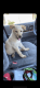 Labrador Retriever Puppies for sale in Ellensburg, WA 98926, USA. price: NA