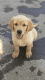 Labrador Retriever Puppies for sale in Porterville, CA 93257, USA. price: NA