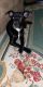 Labrador Retriever Puppies for sale in Wichita, KS, USA. price: NA