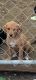 Labrador Retriever Puppies for sale in Nashville, TN, USA. price: $150