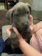 Labrador Retriever Puppies for sale in Lodi, CA, USA. price: NA