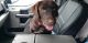 Labrador Retriever Puppies for sale in Acworth, GA 30102, USA. price: $800