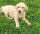 Labrador Retriever Puppies for sale in Austin, TX, USA. price: $500