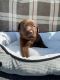 Labrador Retriever Puppies for sale in Austin, TX, USA. price: $500