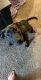 Labrador Retriever Puppies for sale in Salt Lake City, UT 84123, USA. price: NA