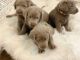 Labrador Retriever Puppies for sale in Redding, CA, USA. price: $1