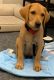 Labrador Retriever Puppies for sale in Katy, TX, USA. price: $800