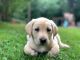 Labrador Retriever Puppies for sale in Hugo, MN, USA. price: NA