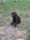 Labrador Retriever Puppies for sale in Randolph, MA 02368, USA. price: NA