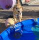 Labrador Retriever Puppies for sale in 2695 Anita Ave, Lake Havasu City, AZ 86404, USA. price: $200