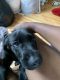 Labrador Retriever Puppies for sale in 1269 Cook Ave, St Paul, MN 55106, USA. price: NA