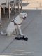 Labrador Retriever Puppies for sale in Jeffersonville, IN, USA. price: $1,000