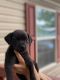Labrador Retriever Puppies for sale in North Chesterfield, VA 23237, USA. price: NA