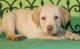 Labrador Retriever Puppies for sale in Cashmere, WA 98815, USA. price: $400