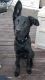 Labrador Retriever Puppies for sale in Plainfield, IL, USA. price: NA