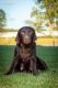 Labrador Retriever Puppies for sale in Harlan, IN, USA. price: NA