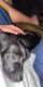 Labrador Retriever Puppies for sale in Johnson City, TN, USA. price: $20
