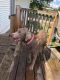 Labrador Retriever Puppies for sale in Clinton, IA, USA. price: $200