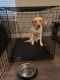 Labrador Retriever Puppies for sale in Waxahachie, TX, USA. price: NA