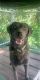 Labrador Retriever Puppies for sale in Leasburg, MO 65535, USA. price: NA