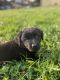 Labrador Retriever Puppies for sale in Fort Campbell, KY, USA. price: NA
