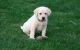 Labrador Retriever Puppies for sale in 9840 Fondren Rd, Houston, TX 77071, USA. price: NA